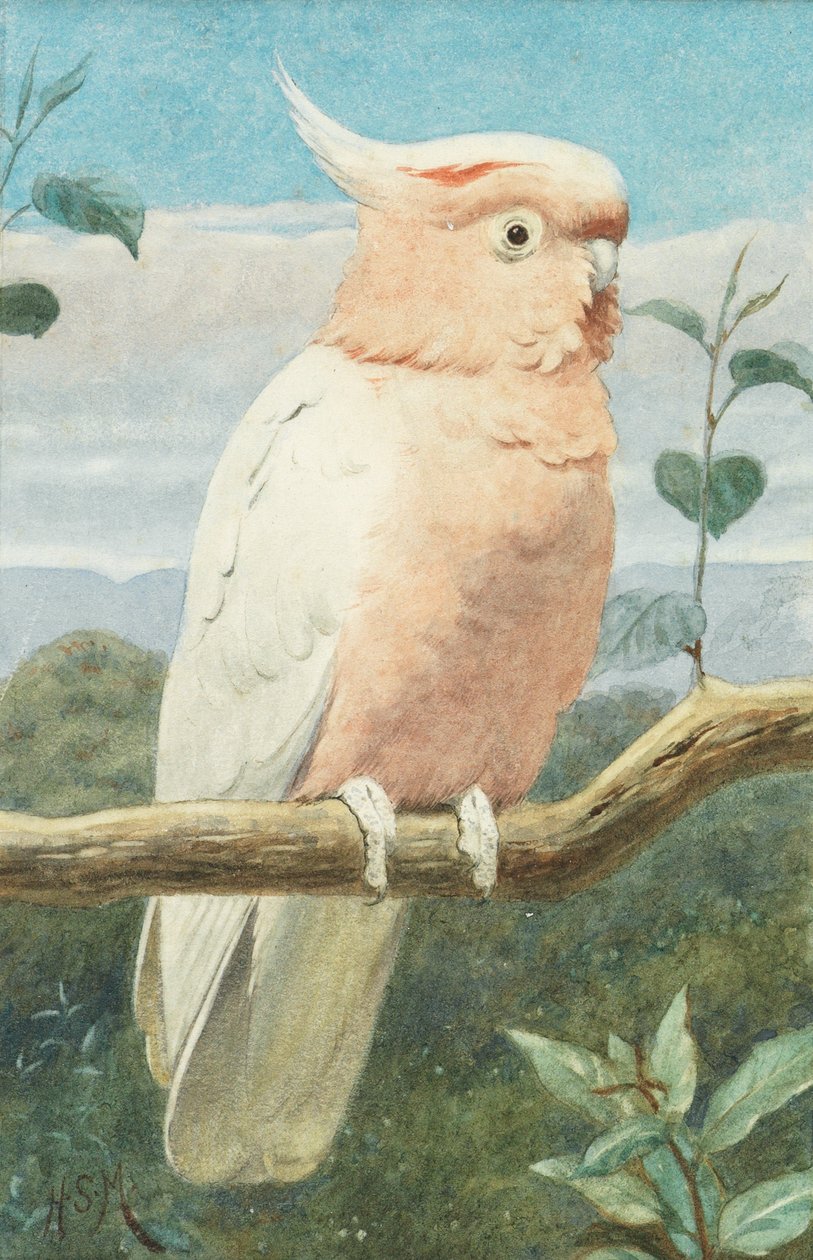 Cacatua de um Leadbetter de Henry Stacey Marks