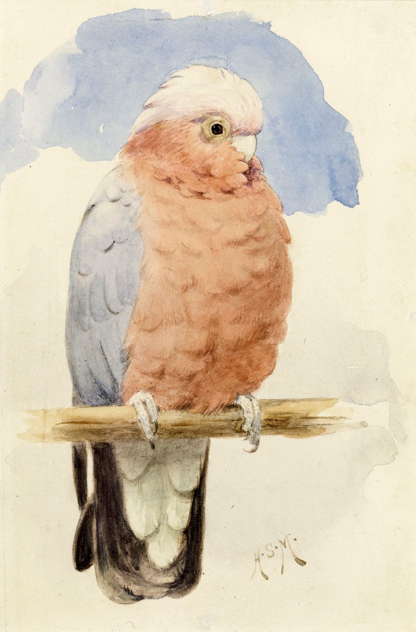 Uma cacatua de Rose Breasted, c.1890 de Henry Stacey Marks