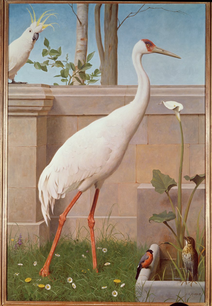 Indian Crane, Cacatua, Dom-fafe e Tordo de Henry Stacey Marks