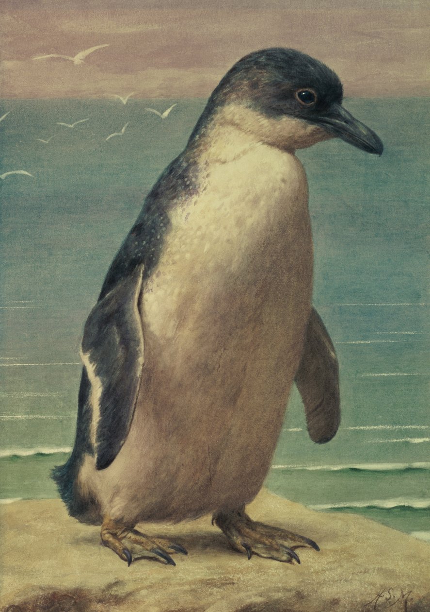 Estudo de um pinguim de Henry Stacey Marks