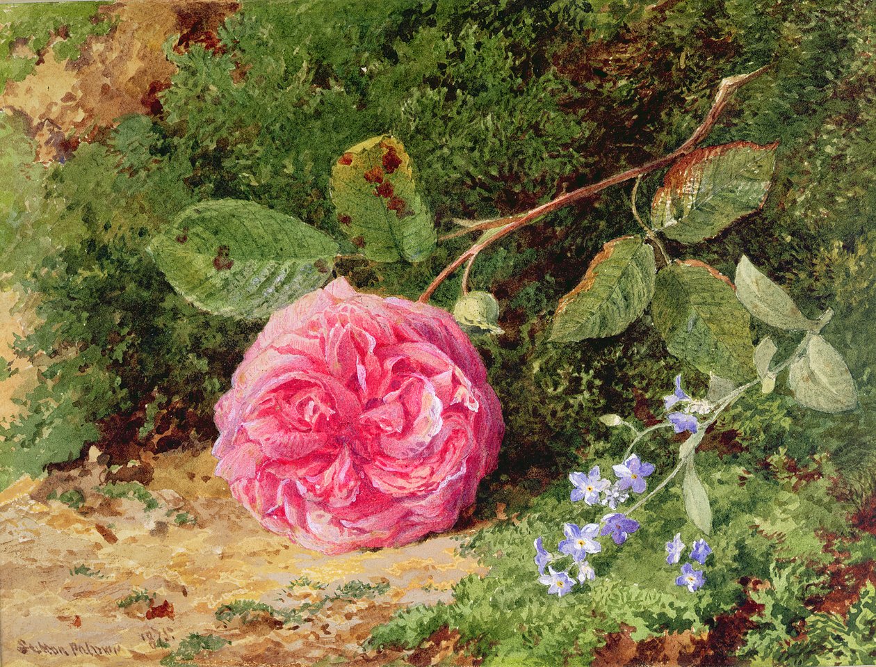 Rosa cor-de-rosa em um banco Mossy, 1875 de Henry Sutton Palmer