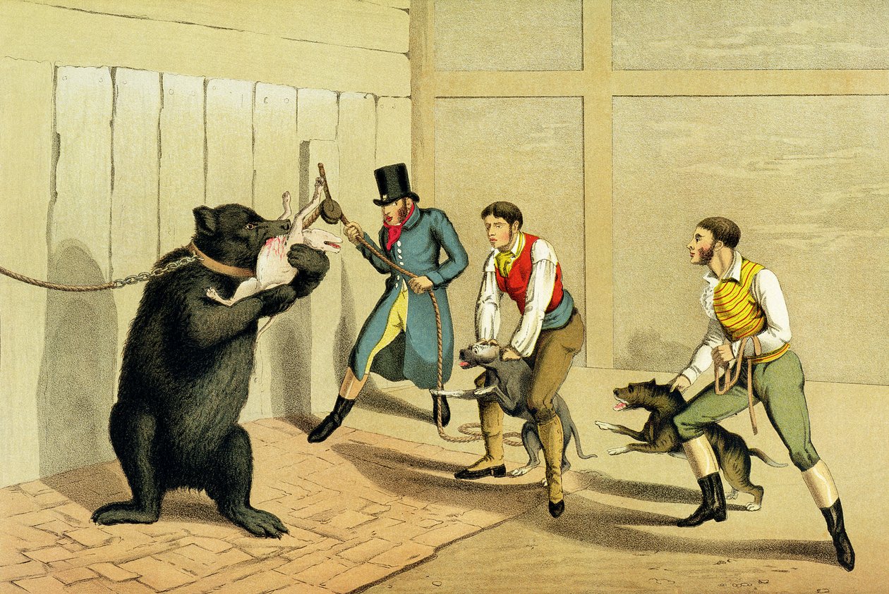 &39;Urso Baiting&39;, pub. por Thomas McLean, 1820, (impressão esportiva) de Henry Thomas Alken