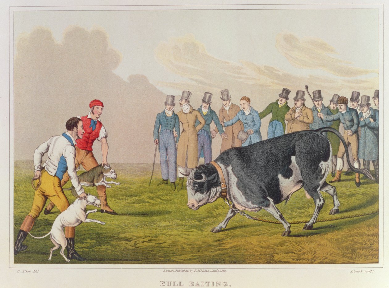 &39;Bull Baiting&39;, pub.by Thomas McLean, 1820, (impressão) de Henry Thomas Alken