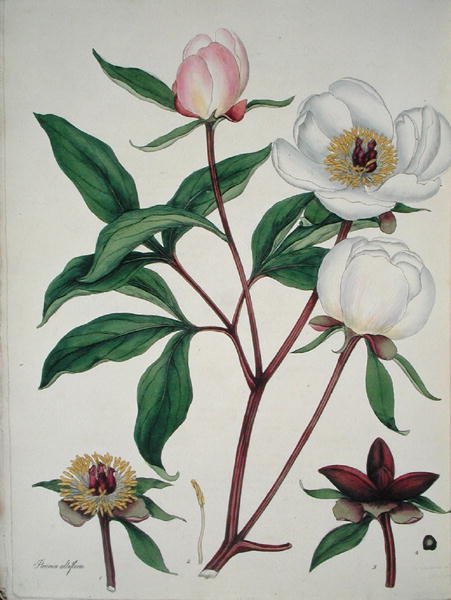 Paeonia Albiflora, do 
