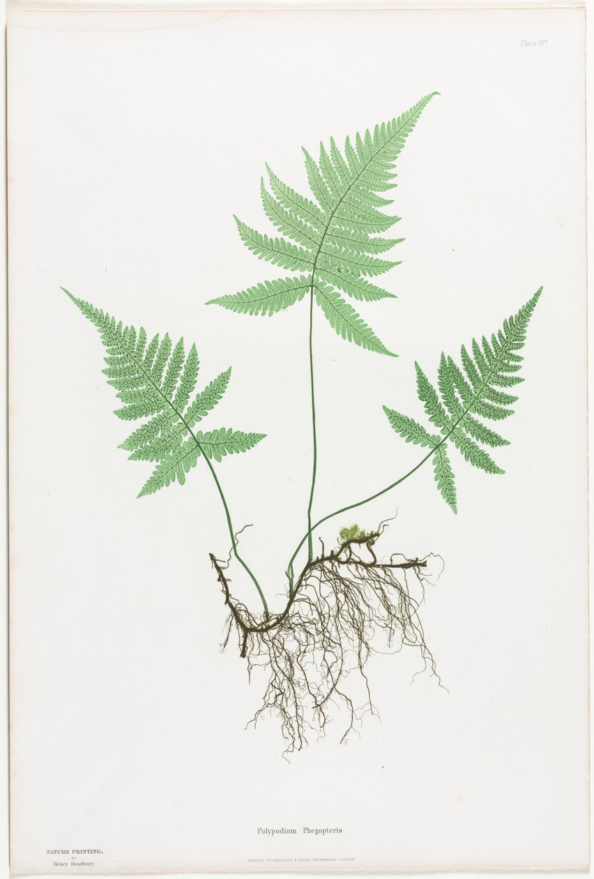 Samambaias da Grã-Bretanha e Irlanda: Polypodium Phegopteris de Henry Bradbury
