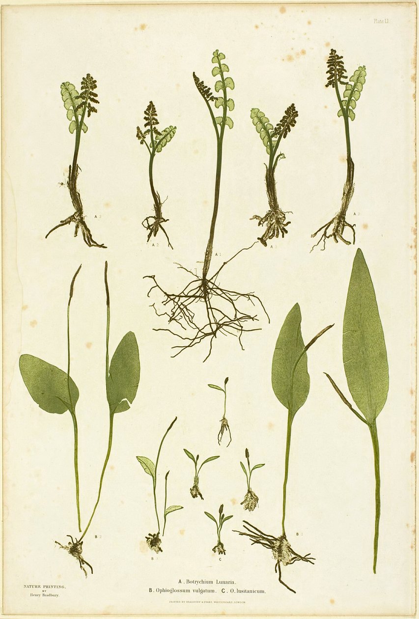 Impressão natural de fetos de Moonwort e Adder