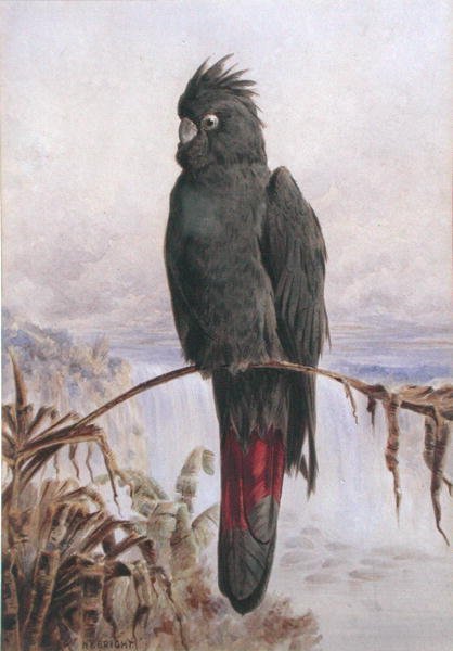 Cockatoo Preto Australiano de cauda vermelha (aguarela e cor de corpo sobre papel) de Henry Bright