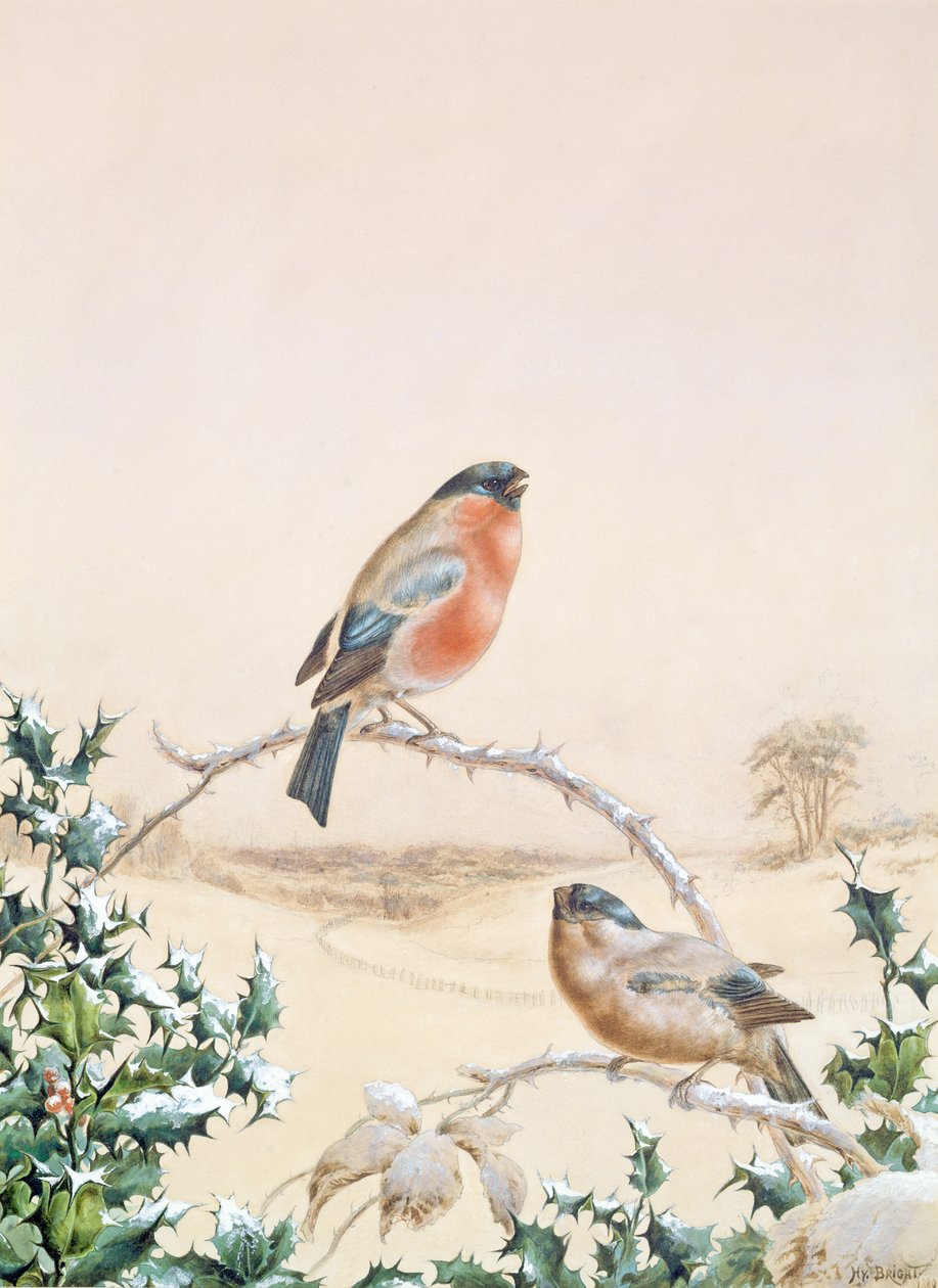 Cena inverno, com, tentilhão, e, azevinho de Henry Bright