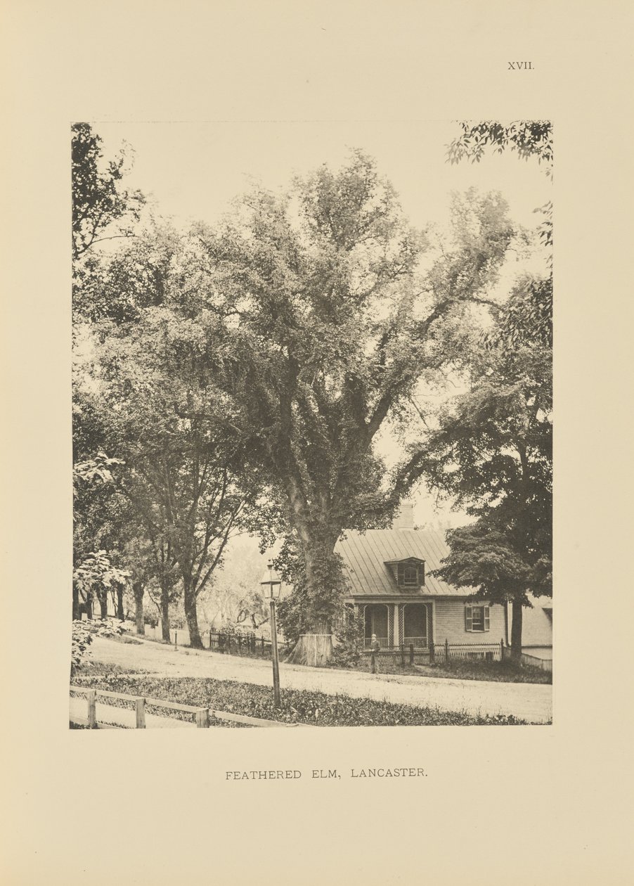 Feathered Elm, Lancaster de Henry Brooks