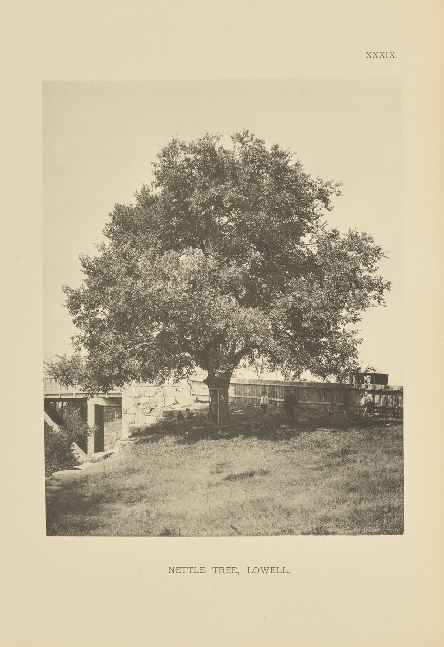 Nettle Tree, Lowell de Henry Brooks