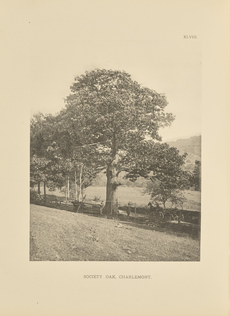 Society Oak, Charlemont de Henry Brooks