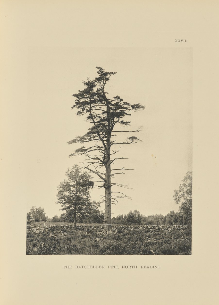 The Batchelder Pine, North Reading de Henry Brooks