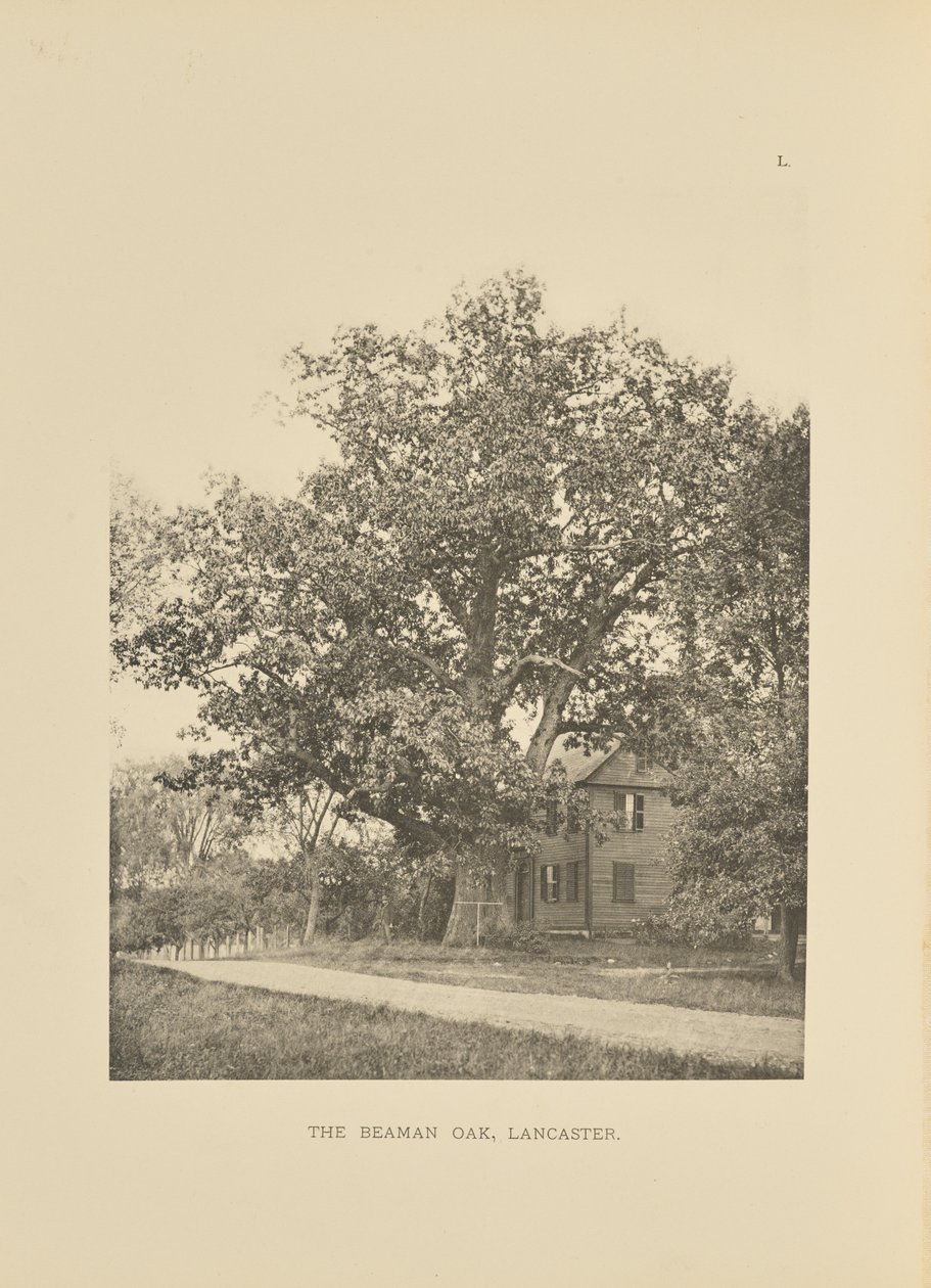 The Beaman Oak, Lancaster de Henry Brooks