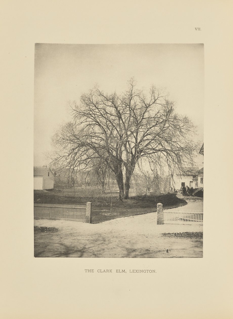 The Clark Elm, Lexington de Henry Brooks