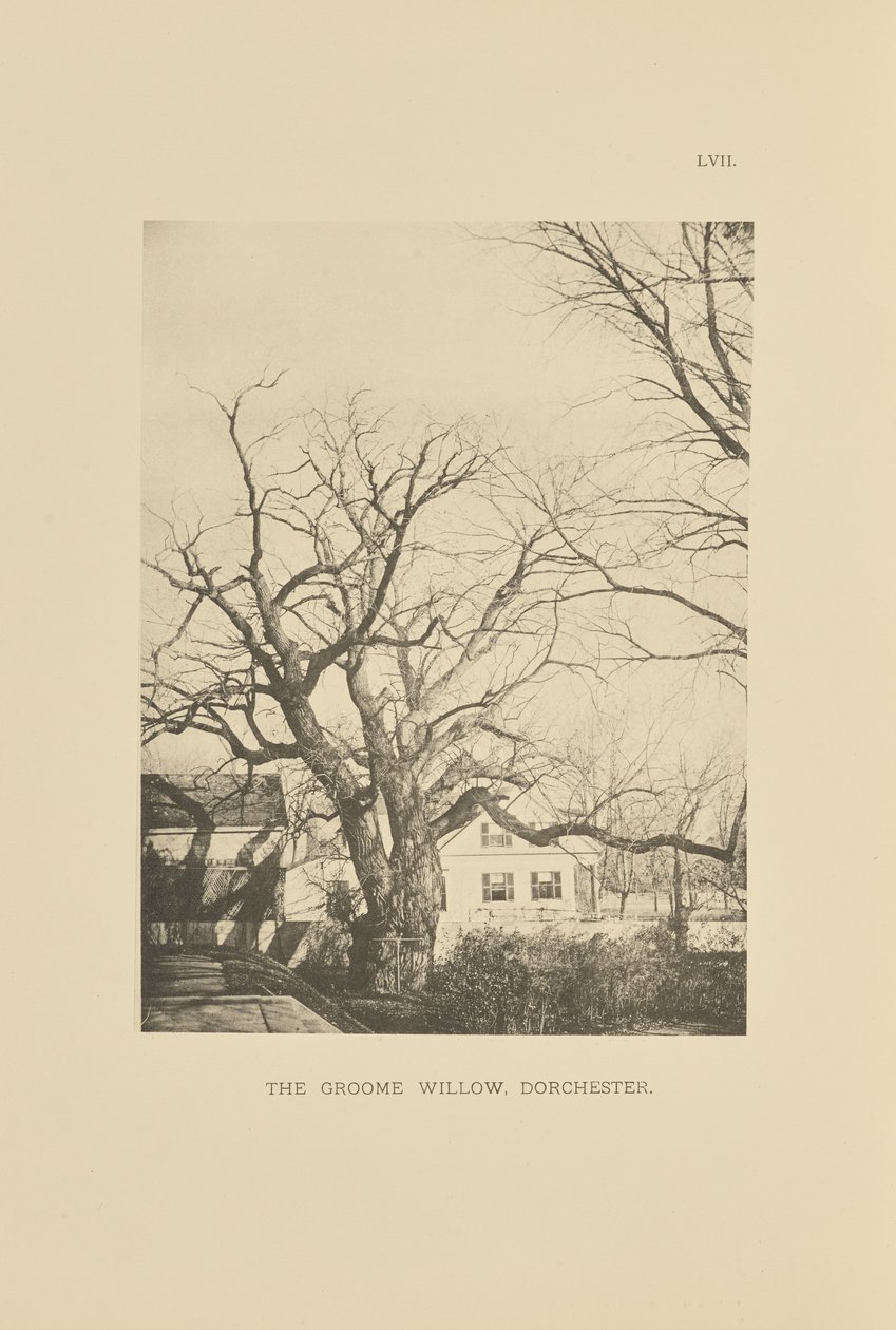The Groome Willow, Dorchester de Henry Brooks