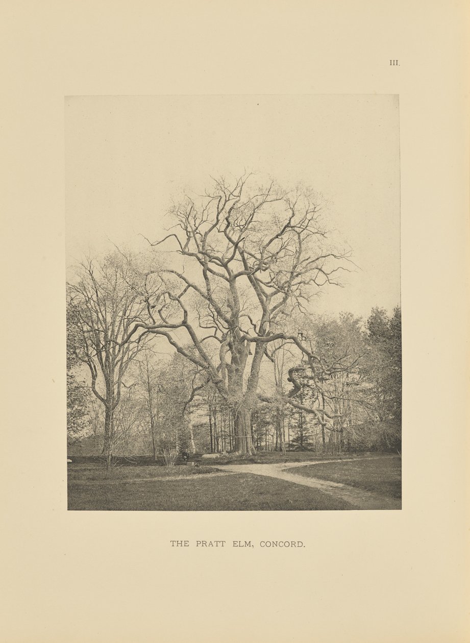 The Pratt Elm, Concord de Henry Brooks
