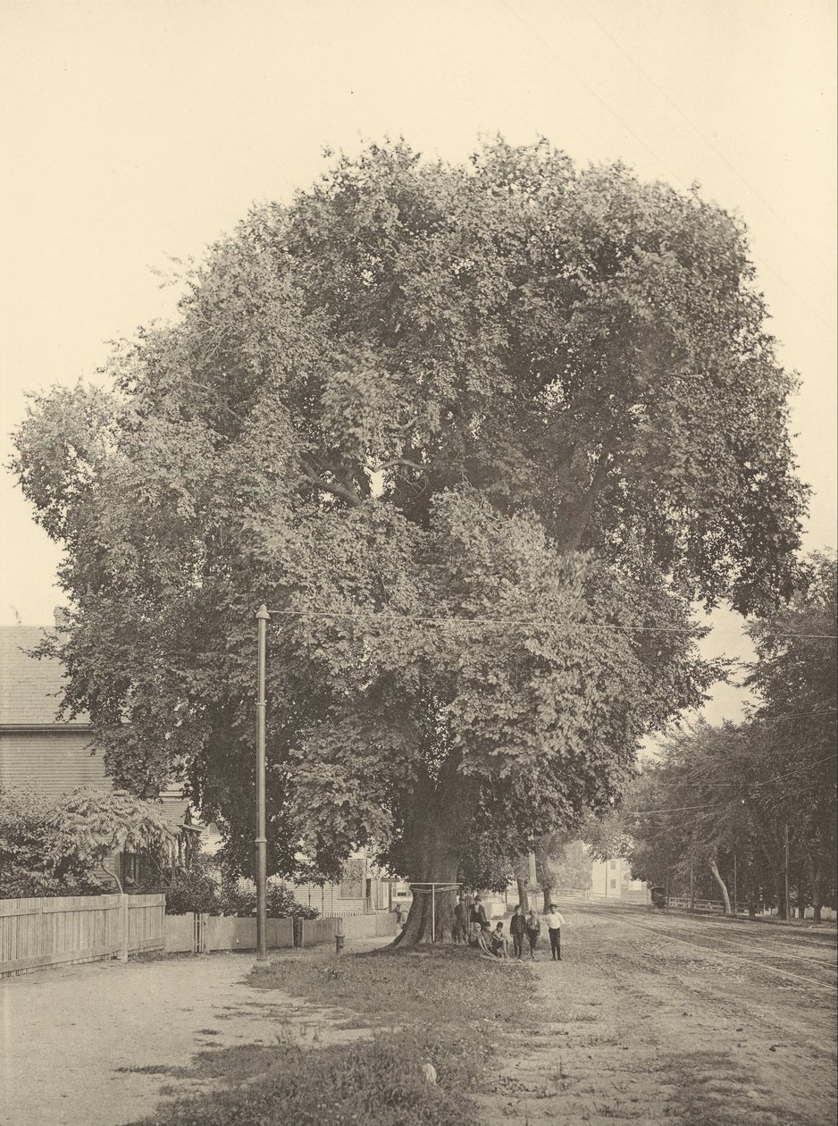 The Whittemore Elm, Arlington de Henry Brooks