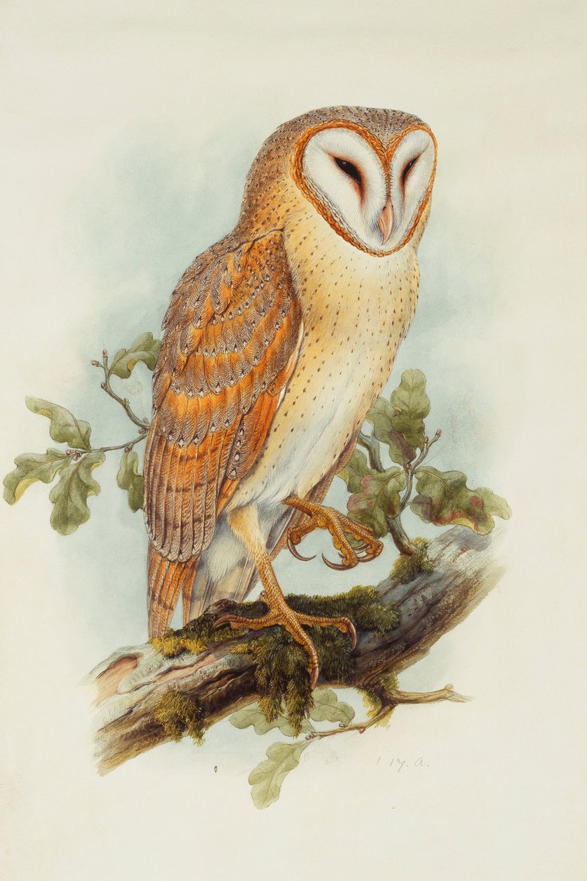 Coruja de celeiro, de Henry Constantine Richter