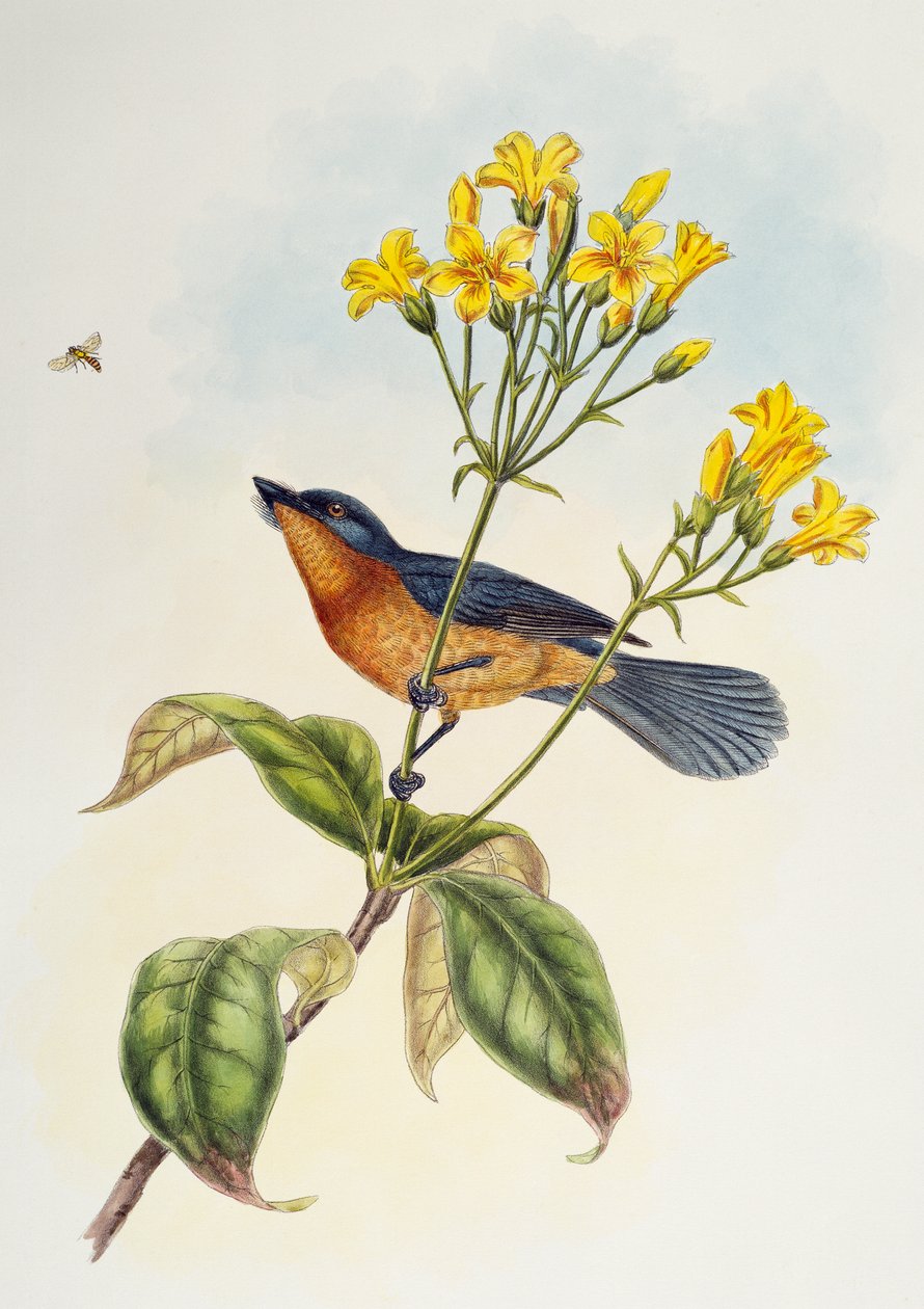 Apanhador de moscas de bico largo (Myiagra ruficollis), de Aves da Ásia de Henry Constantine Richter