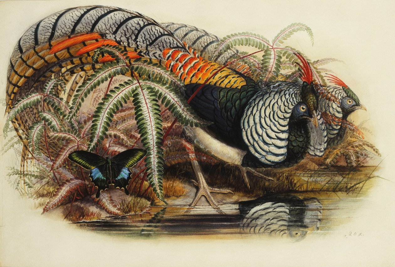 O faisão de Lady Amherst, de Henry Constantine Richter
