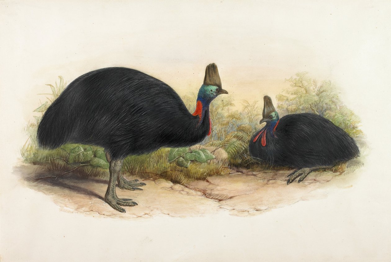 Cassowary do Sul, Casuarius casuarius de Henry Constantine Richter