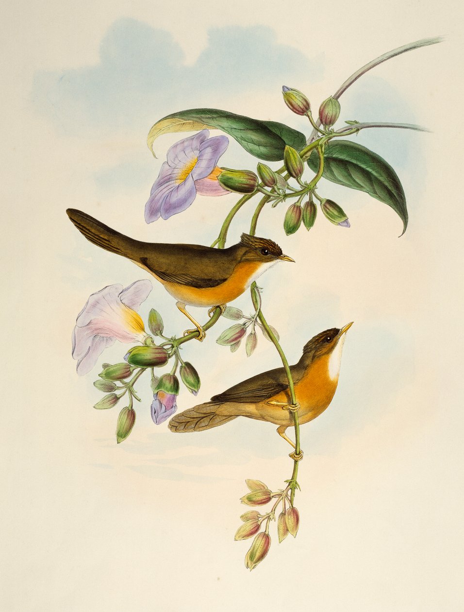 Tawny-bellied Babbler (Dumetia hyperythra), litografia de Birds of Asia de Henry Constantine Richter
