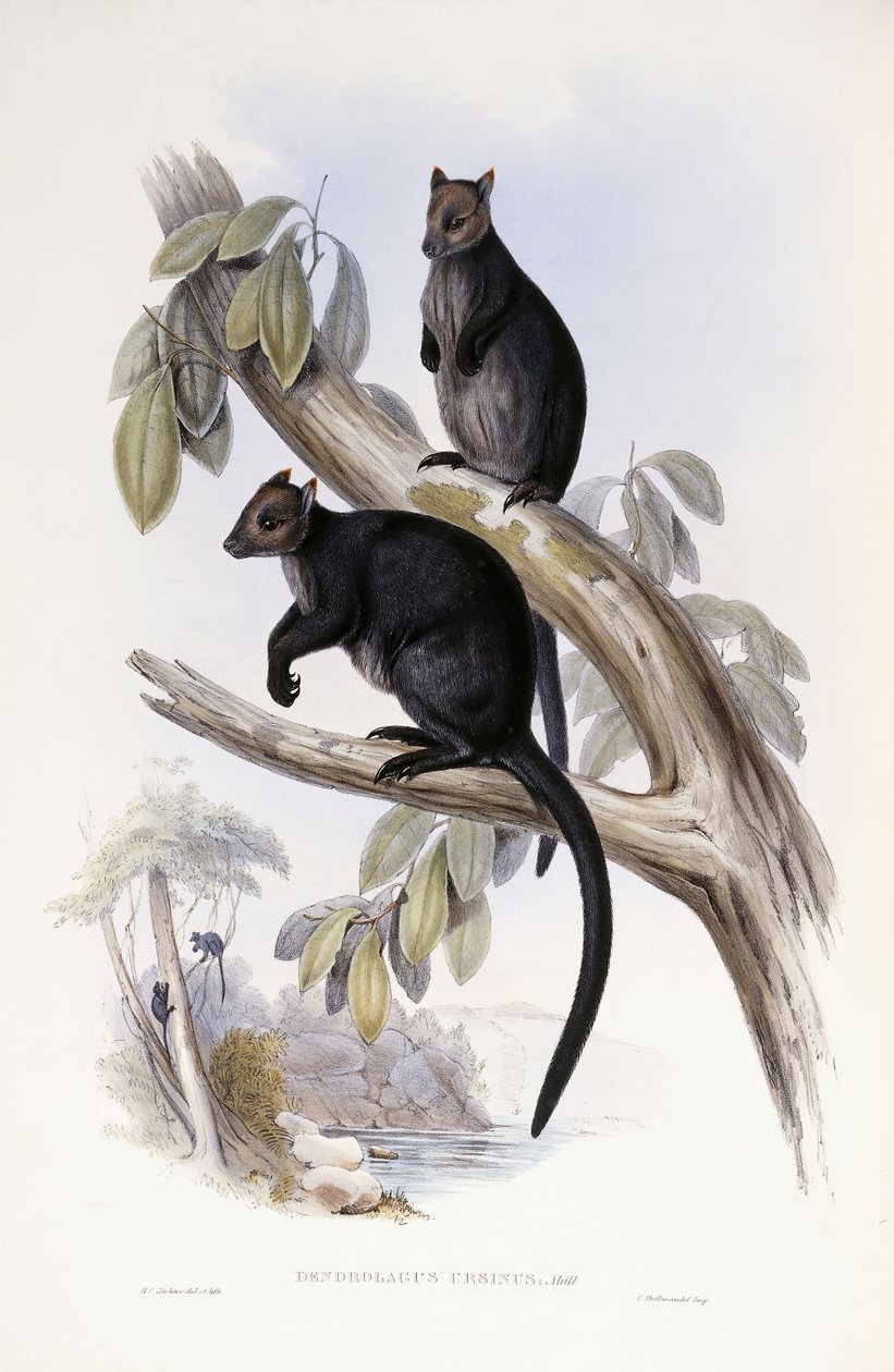 Árvore canguru de Henry Constantine Richter