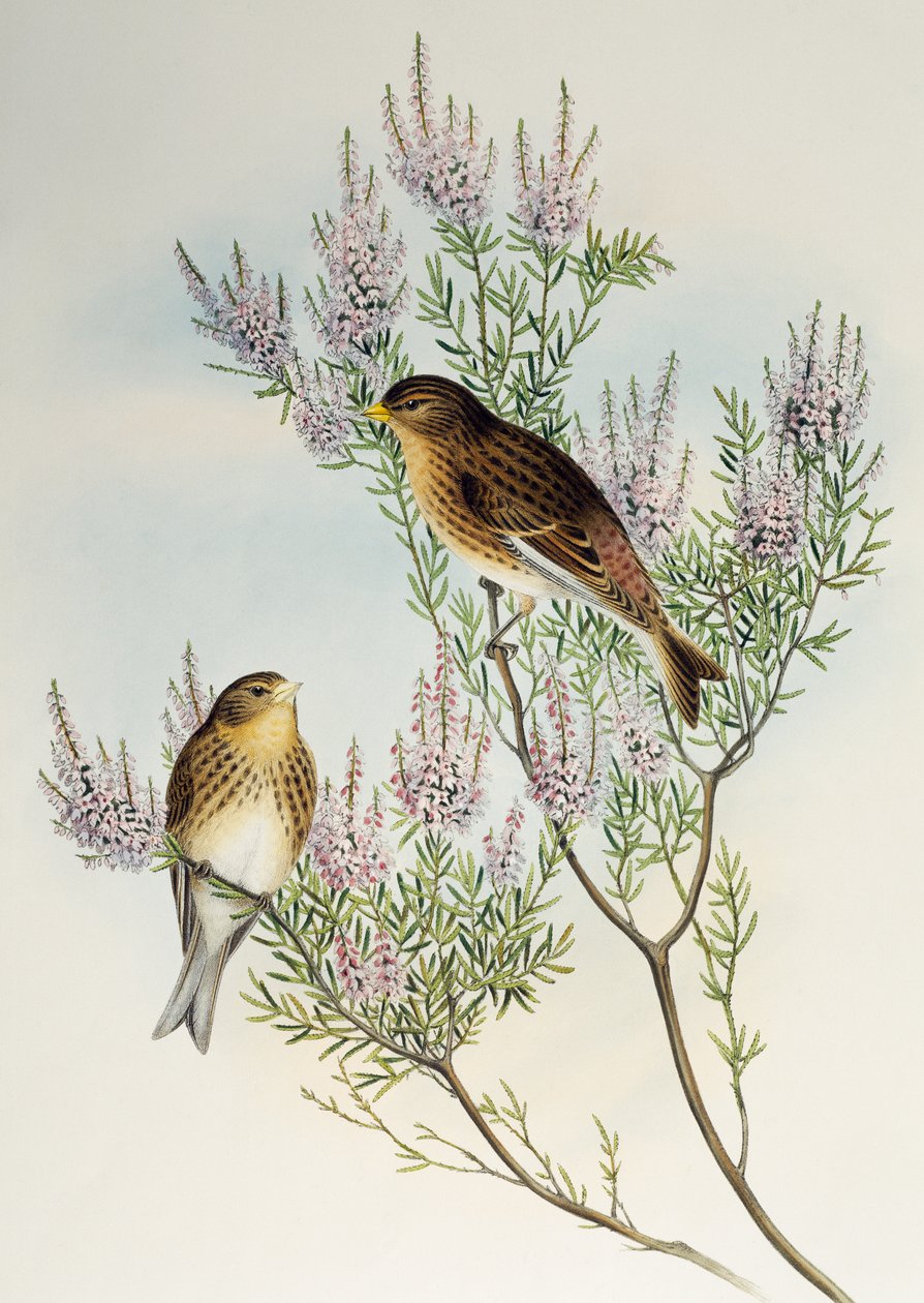 Twite (Carduelis flavirostris), de Birds of Great Britain de Henry Constantine Richter