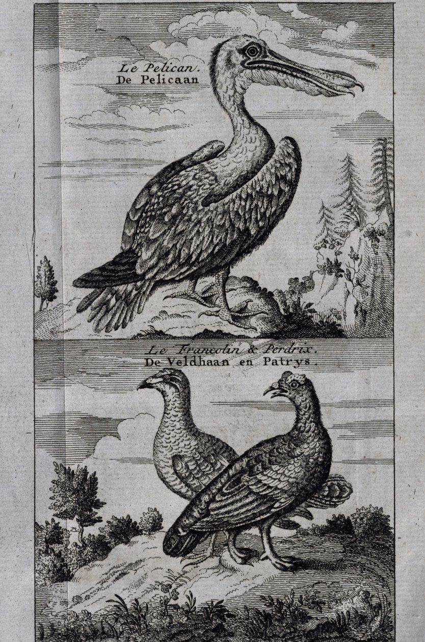 Pelican, Hazel grouse e Partridge, gravura de Voyage feita para Hudson