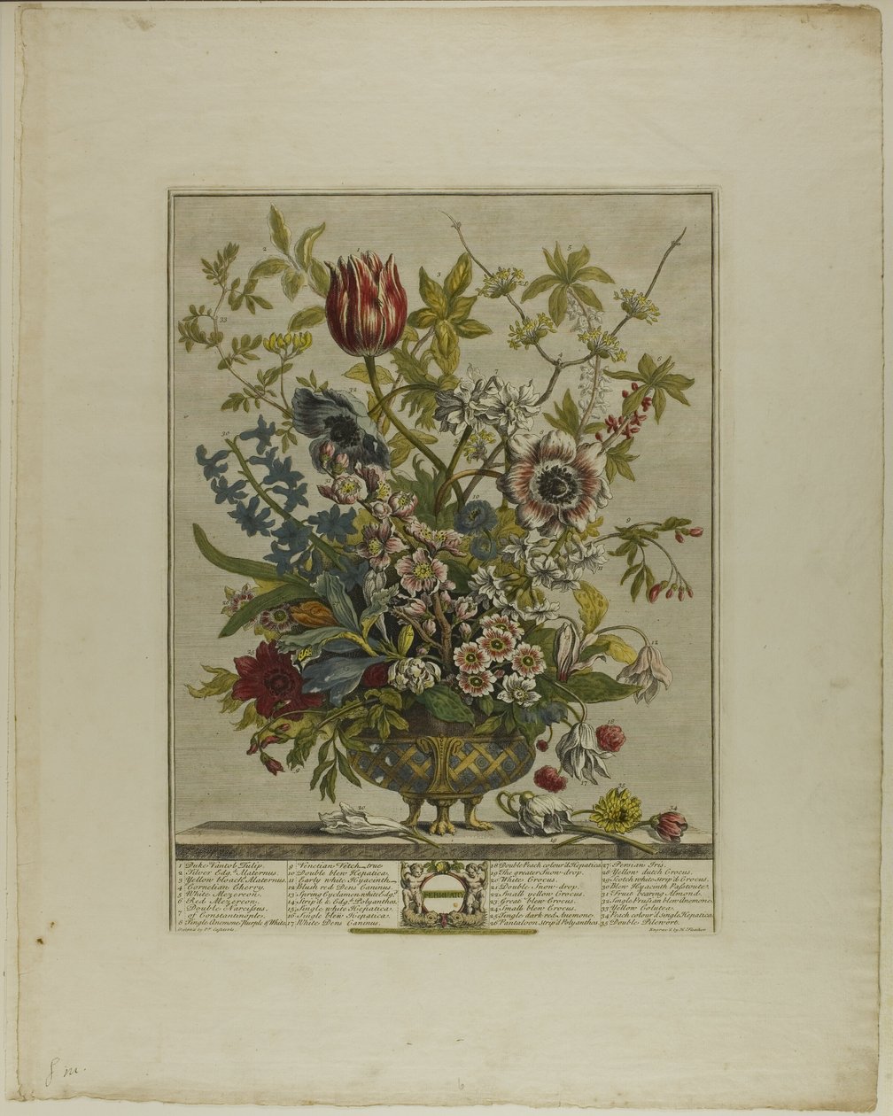 Fevereiro, de Doze Meses de Flores de Henry Fletcher