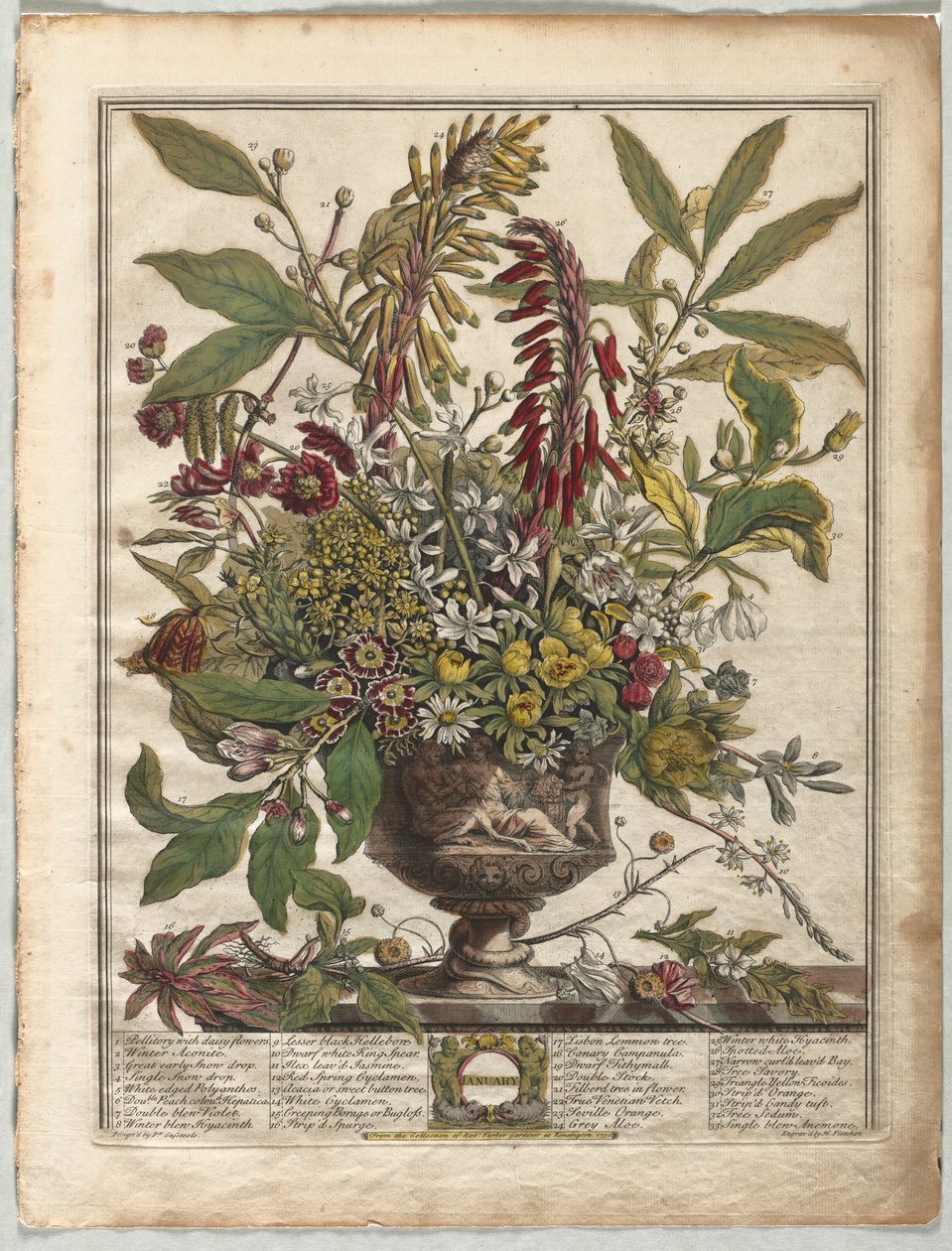 Doze Meses de Flores: Janeiro de Henry Fletcher