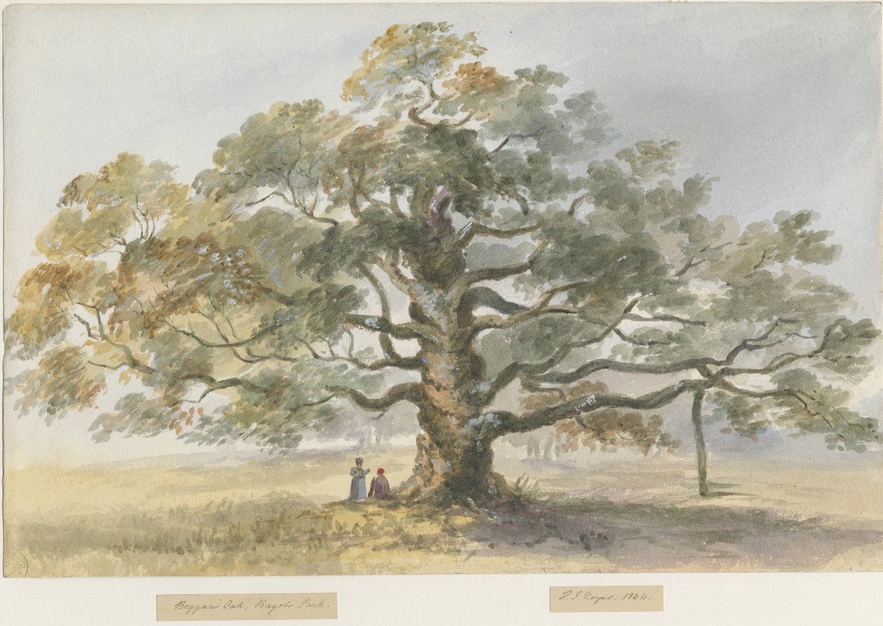 Blithfield - Carvalho Mendigo: pintura a cores de água, 1844 de Henry James Noyes