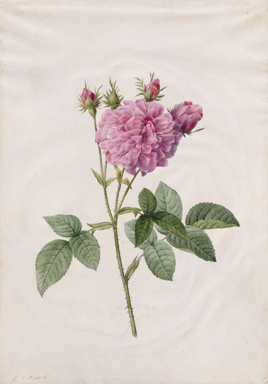 Agatha Rose (Rosa Gallica Agatha) de Henry Joseph Redouté