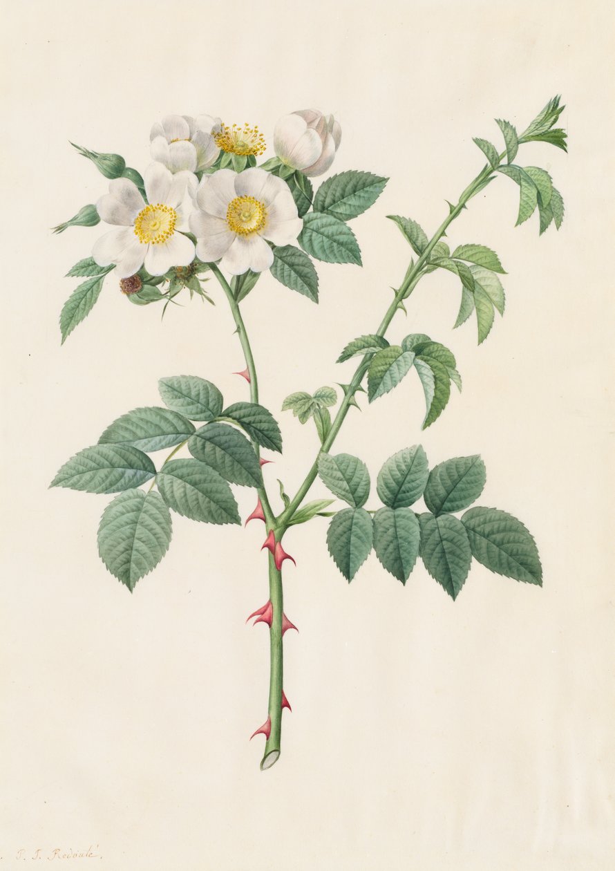 Brier Bush Rose ou Dog Rose (Rosa Leucantha) de Henry Joseph Redouté
