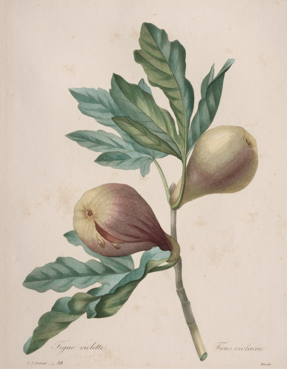 Escolha das flores mais bonitas... das frutas mais bonitas: Figo Violeta de Henry Joseph Redouté