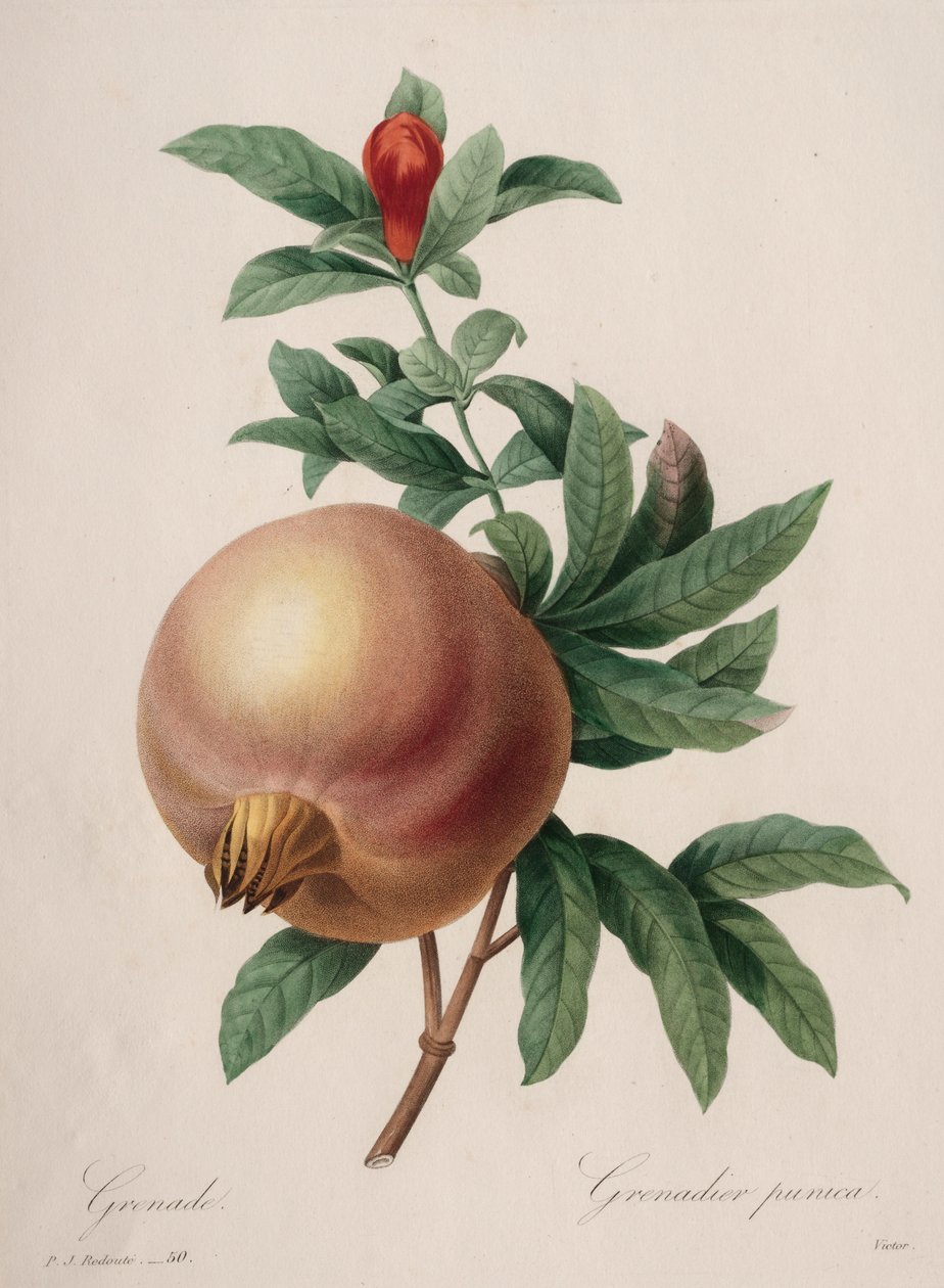 Escolha das flores mais bonitas... das frutas mais bonitas: Romã de Henry Joseph Redouté