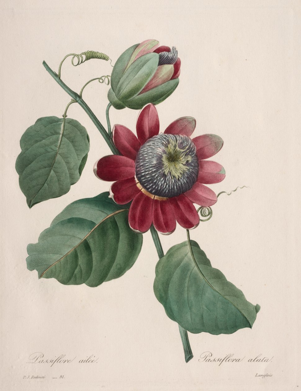 Escolha das mais belas flores... mais belas frutas: Passiflore ailee de Henry Joseph Redouté