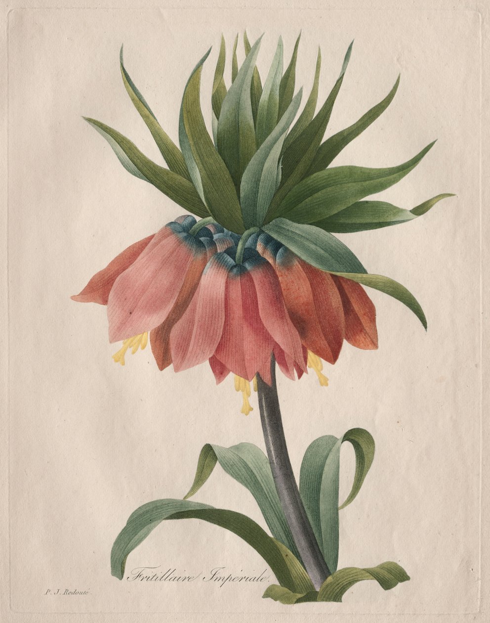 Fritillary Imperial da Coroa de Henry Joseph Redouté