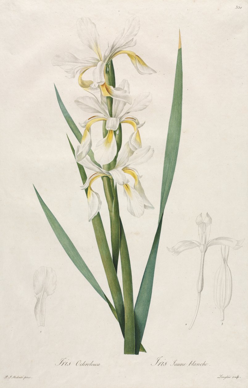 Íris com faixas douradas de Henry Joseph Redouté