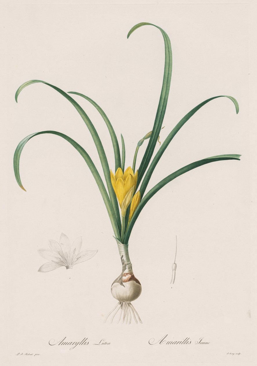 Liliaceae: Amaryllis Lutes de Henry Joseph Redouté