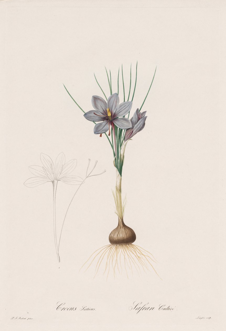 Liliaceae: Crocus Sativus de Henry Joseph Redouté