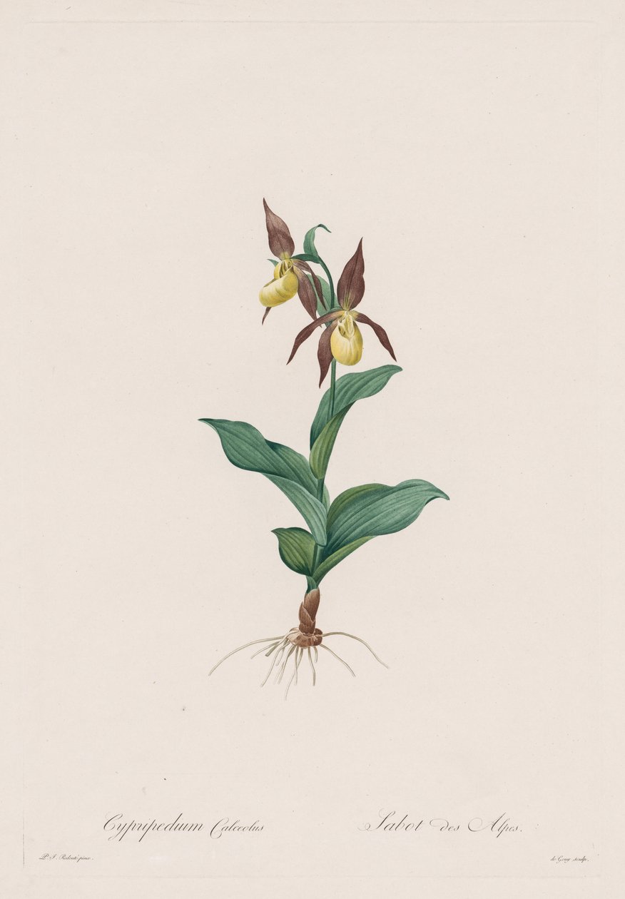Les Liliacées: Cypripedium calceolus de Henry Joseph Redouté