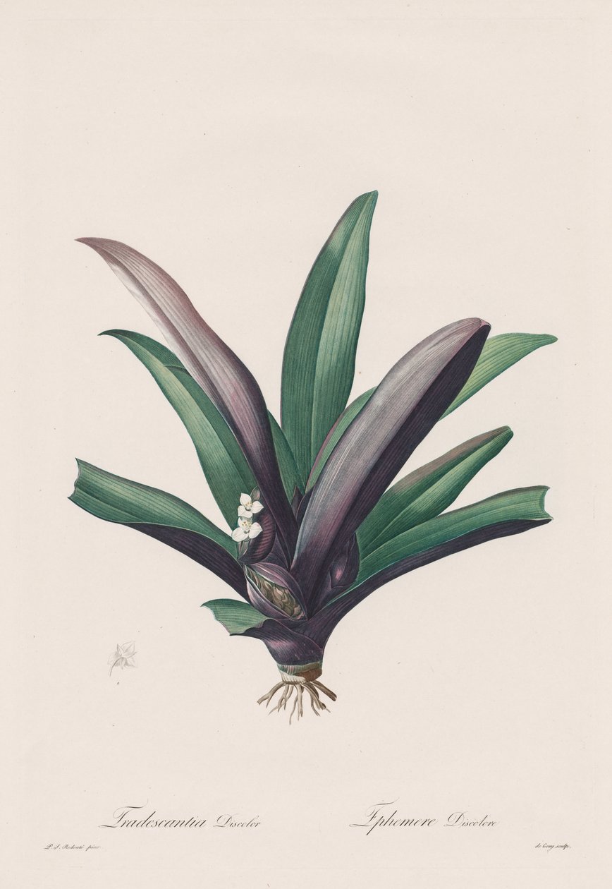 Les Liliacées: Tradescantia discolor de Henry Joseph Redouté