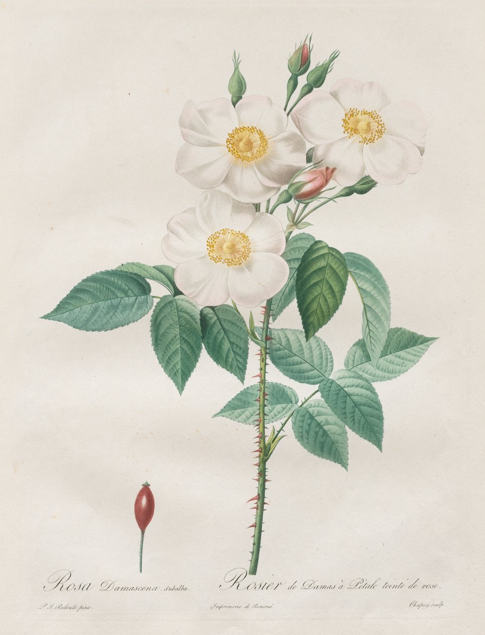 As Rosas: Rosa Damascena, subalba de Henry Joseph Redouté