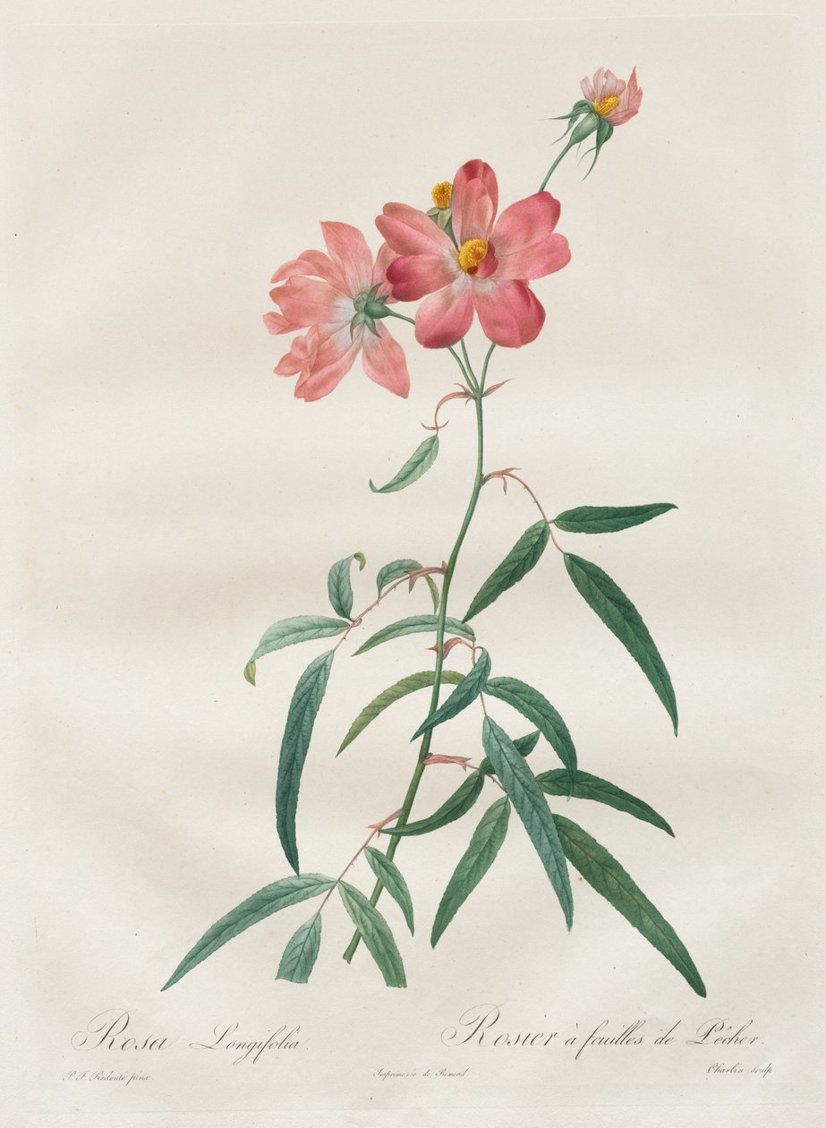As Rosas: Rosa Longifólia de Henry Joseph Redouté