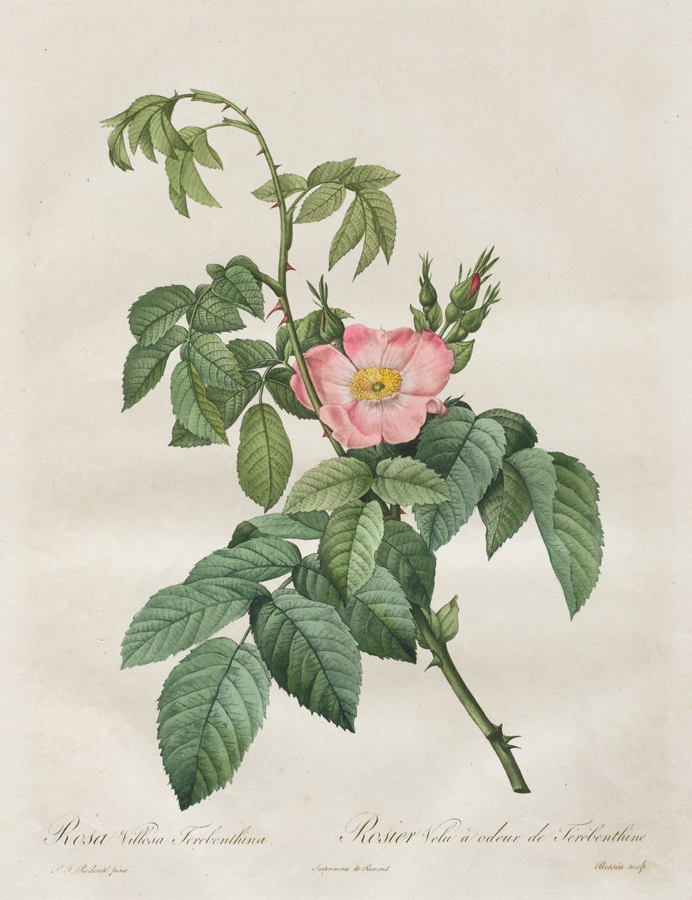 Les Roses: Terebintina Rose Villosa de Henry Joseph Redouté