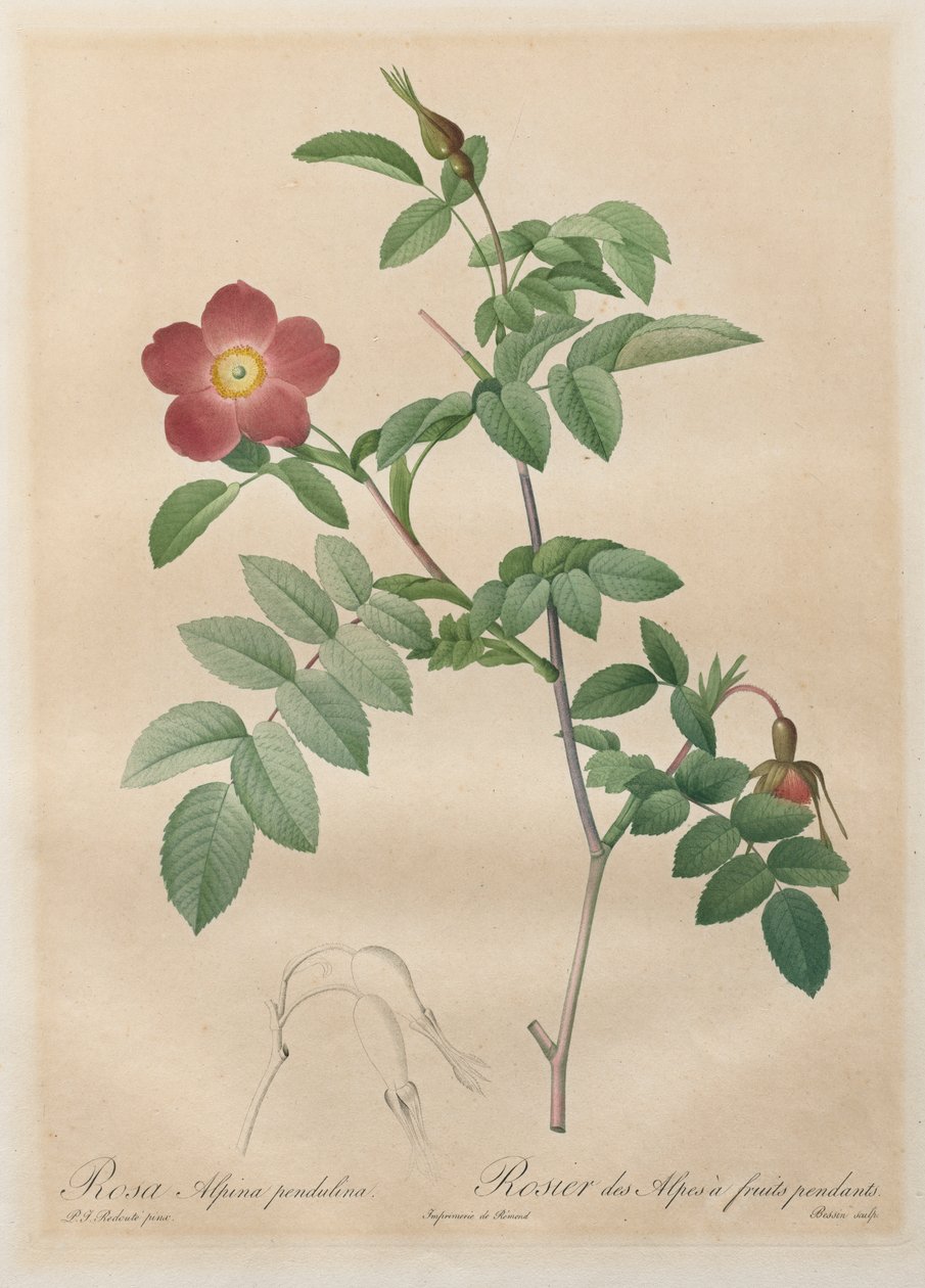 As Rosas: Rosa alpina Pendulina de Henry Joseph Redouté
