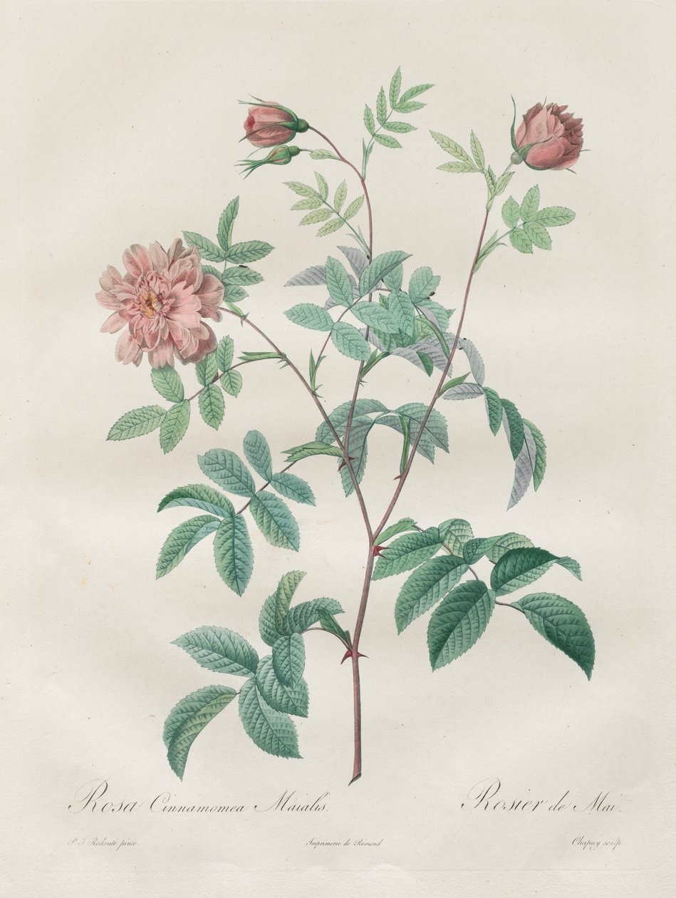 Les Roses: Rosa canela de Henry Joseph Redouté