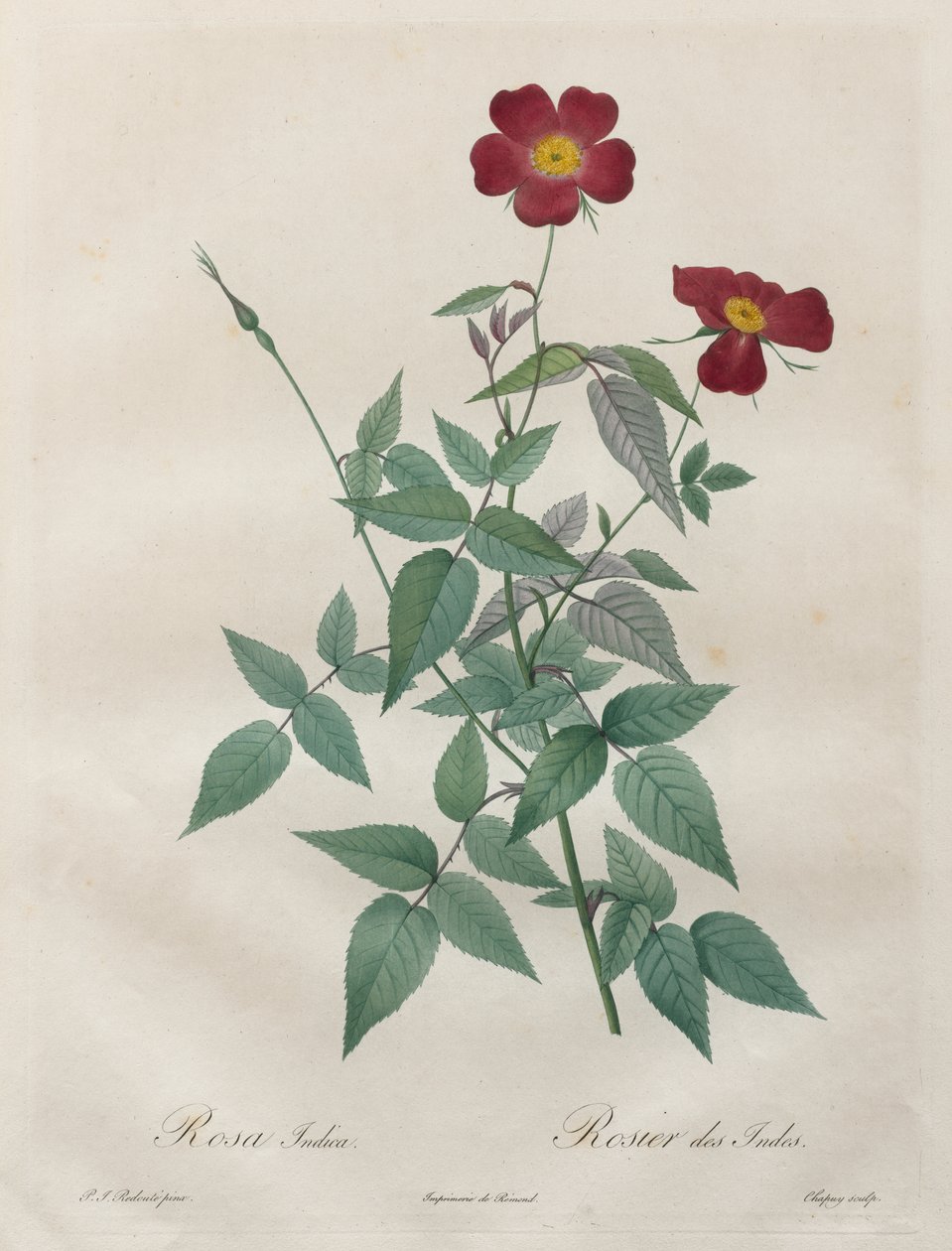 As Rosas: Rosa indica de Henry Joseph Redouté
