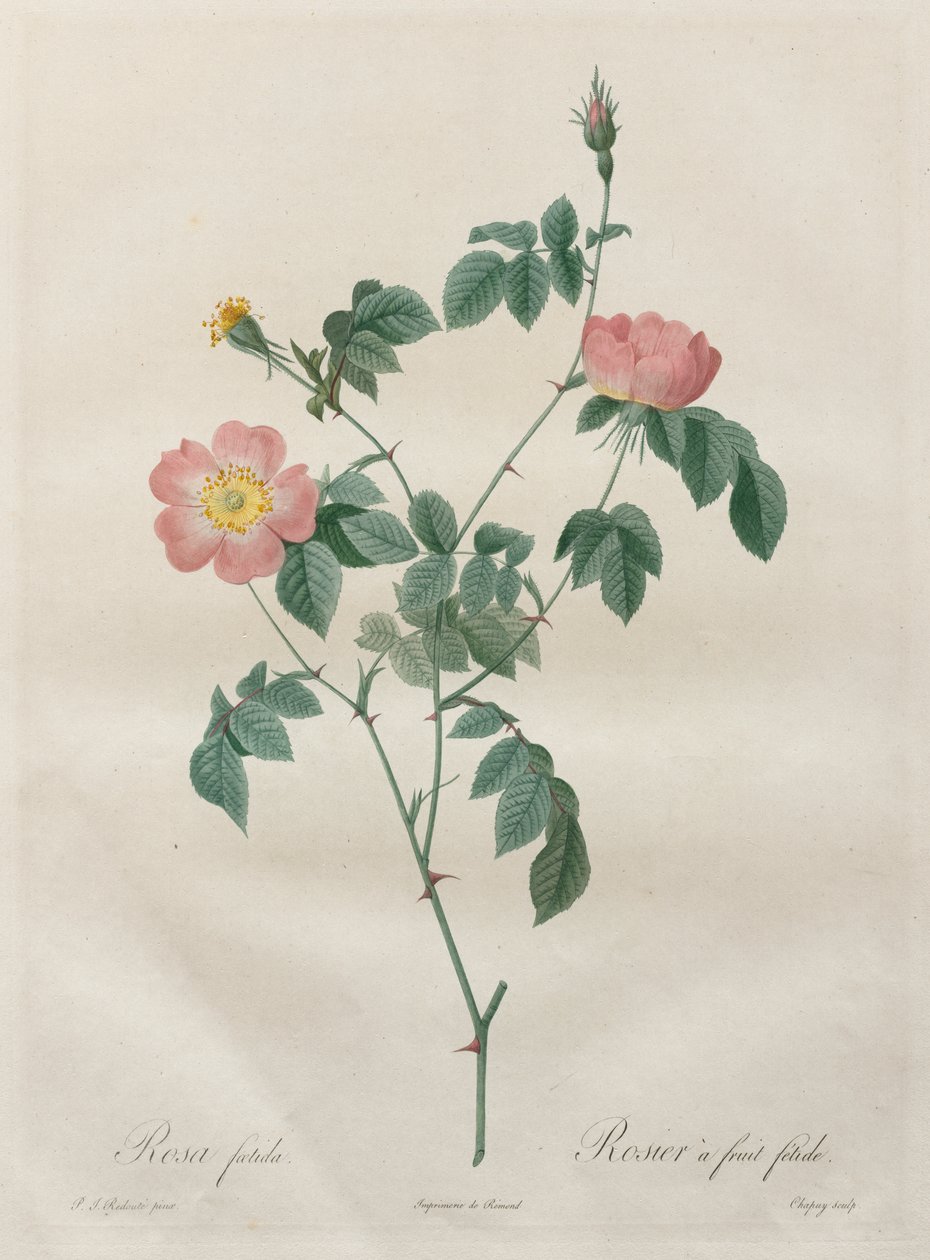 As Rosas: Rosa indica de Henry Joseph Redouté